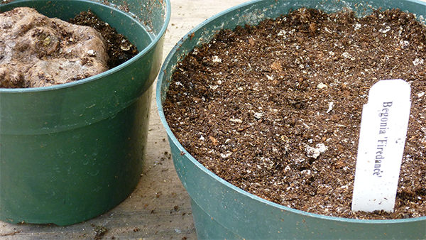 Begonia tuber in pot