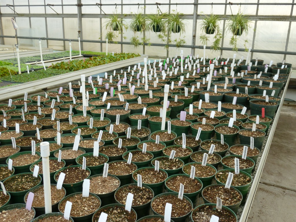Begonia tubers in propagation house