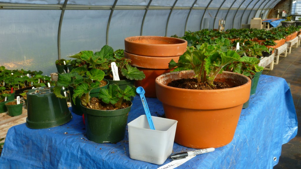 Cheryl's potting table in the greenhouse.
