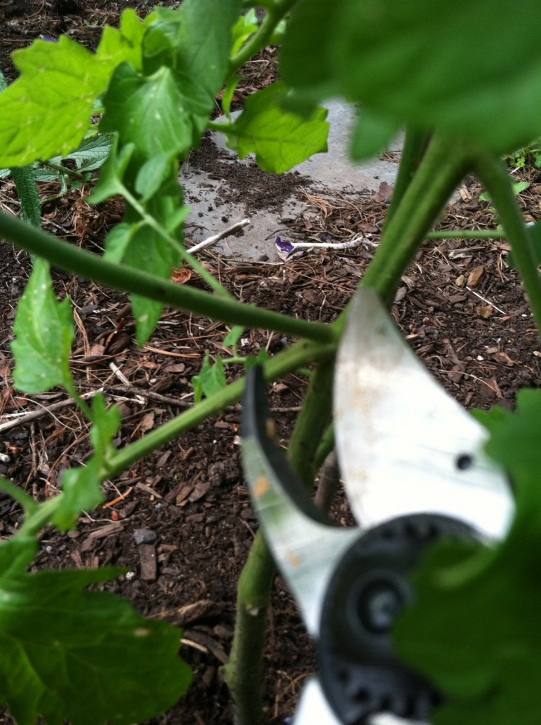 pruning tomato growth