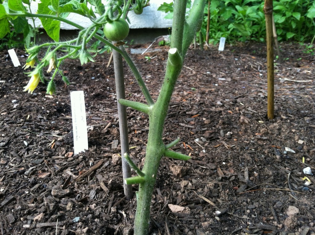 This is what good tomato hygiene looks like. The base of the stem is free of leaves and suckers.