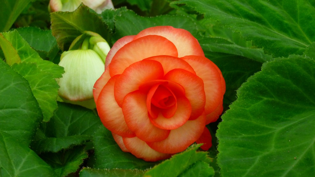 The first blossom of the season for Begonia 'Saturn.'