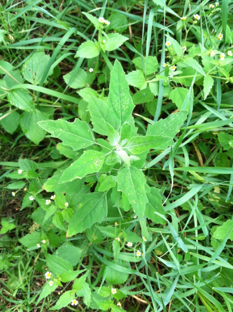 10. weeds_lambsquarters