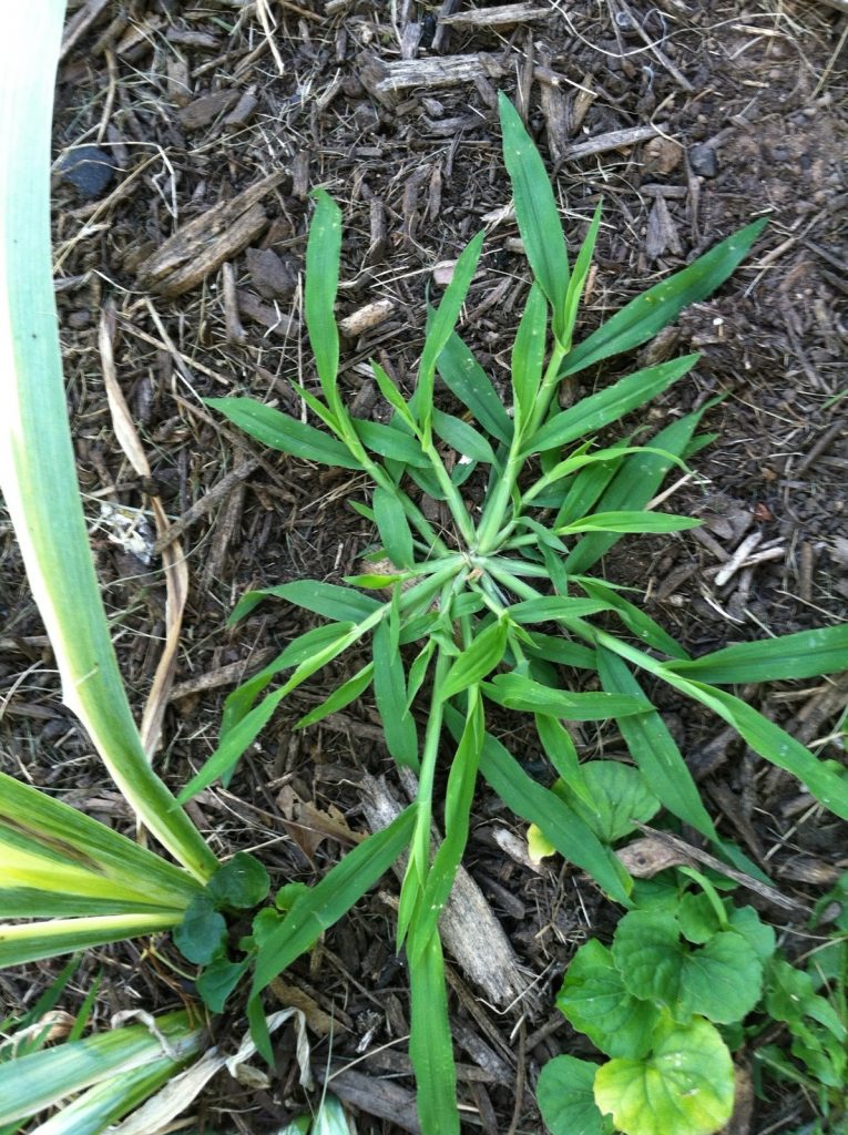 5. weeds_crabgrass