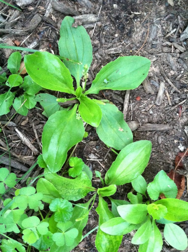 7. weeds_broadleaf plantain