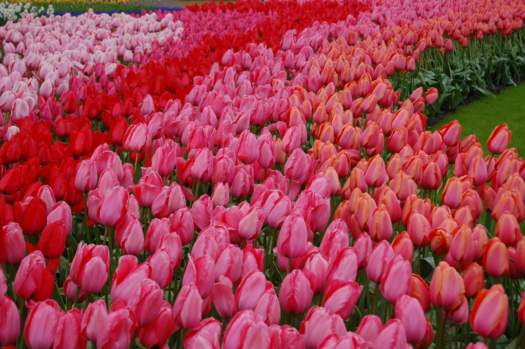 Tulip 'Red Impression,' Tulip 'Pink Impression,' and Tulip 'Apricot Impression'