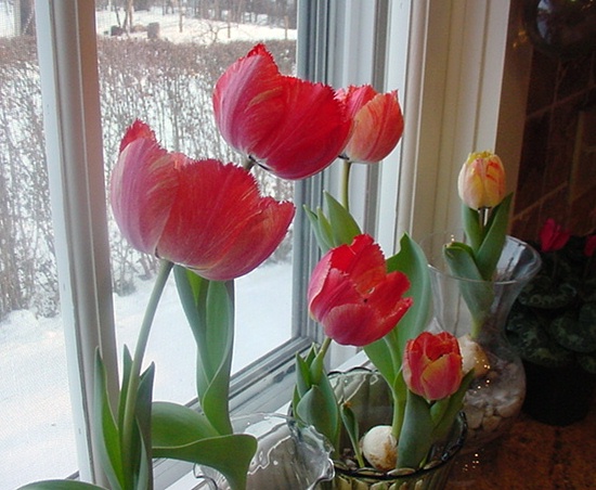 hydroponic-tulips-in-bloom-feb-20-copy