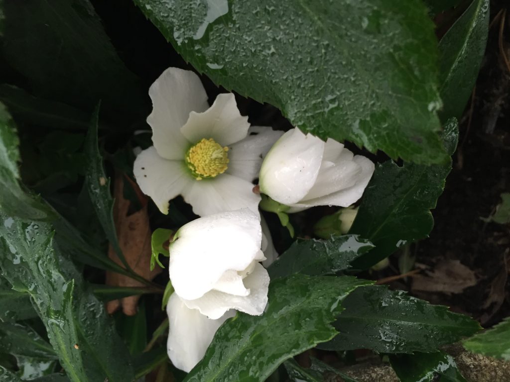 helleborus niger: the best gift plant ever - white flower farm's blog