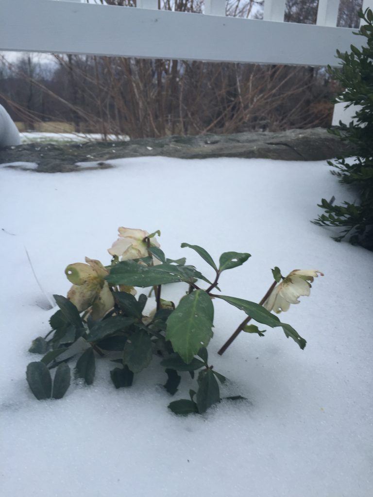 Christmas Rose in snow