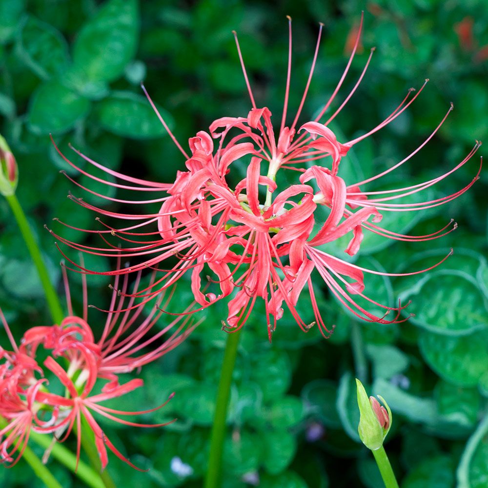Bright red flowers, adorned with long, curling filaments make up Lycoris radiata.