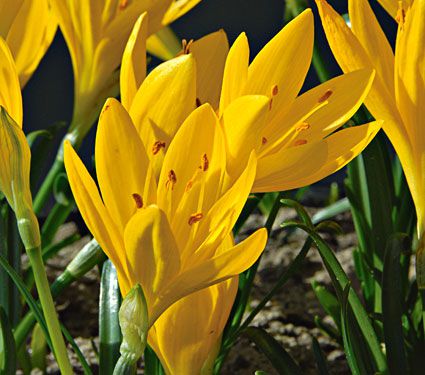 Sternbergia lutea, a lovely fall-flowering Crocus look-alike with bright yellow blooms.