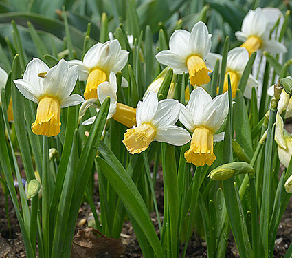 Daffodil 'Winter Waltz'