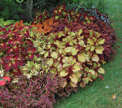 Coleus Tapestry Annual Collection