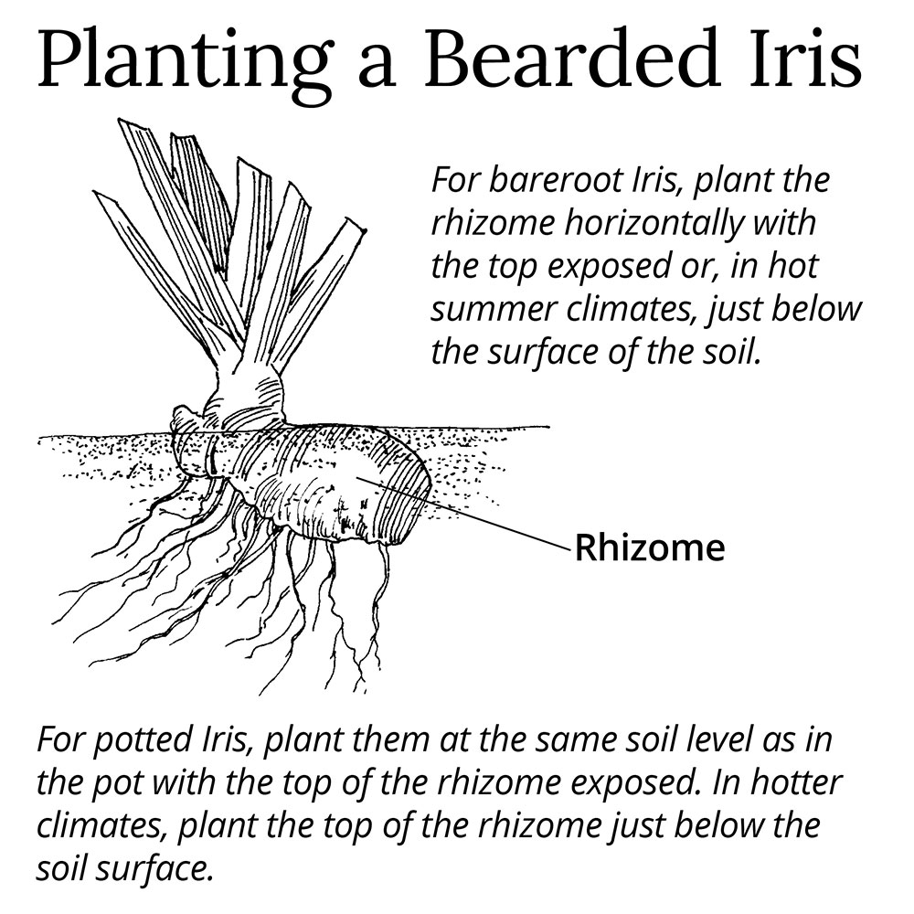 planting and growing bearded iris - white flower farm's blog