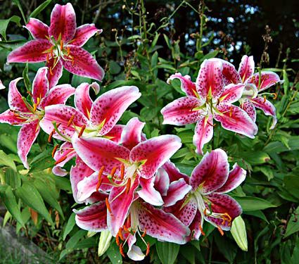 Do You Know Your Lily Varieties? - White Flower Farm's blog