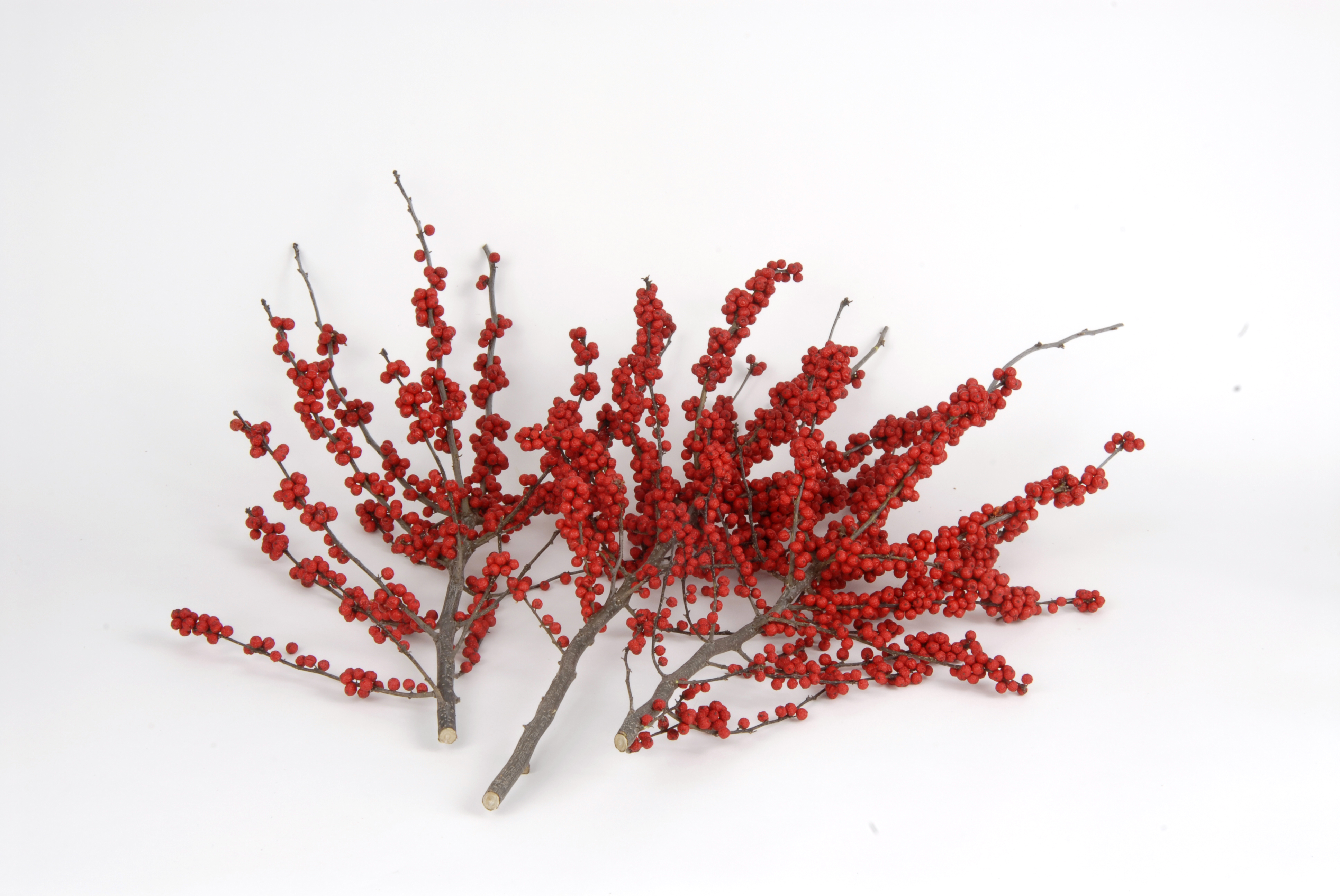 Winterberry Branches 