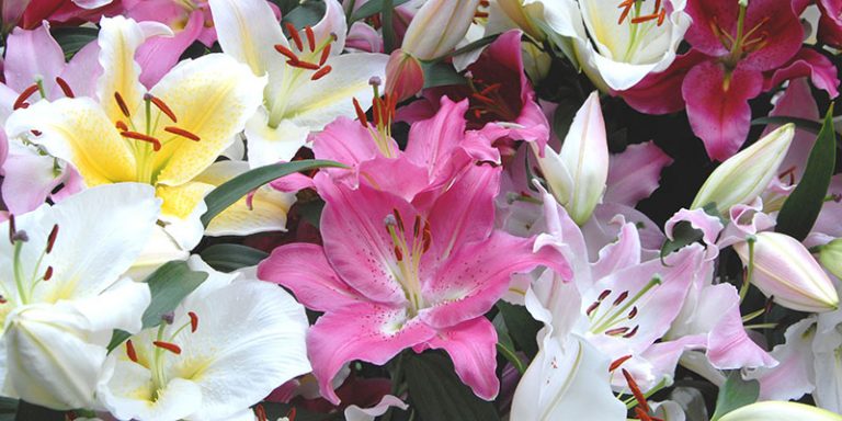 Oriental Lilium Mix - The Perfumed Garde