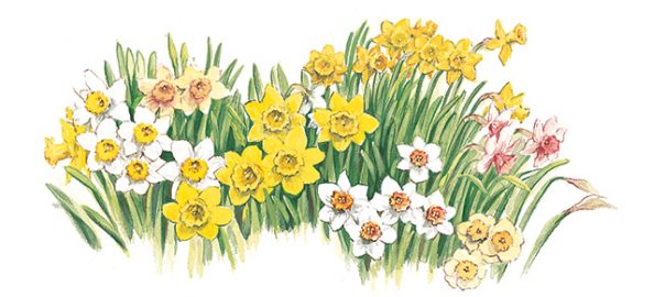 The Works Daffodil Mix