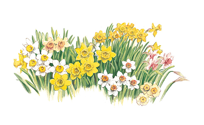 The Works Daffodil Mix