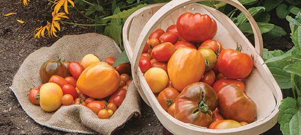American Heirloom Tomato Collection