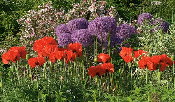 Allium Poppy Collection