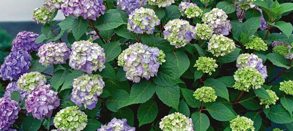 Hydrangea macrophylla Endless Summer® BloomStruck®