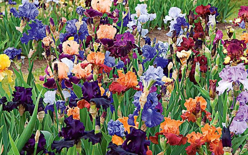 Irises: How to Plant, Grow, and Care for Iris Flowers