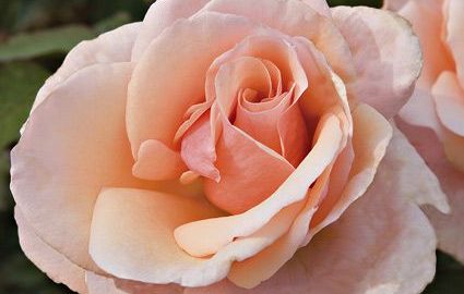Saluting Some Of History S Greatest Female Gardeners White Flower Farm S Blog