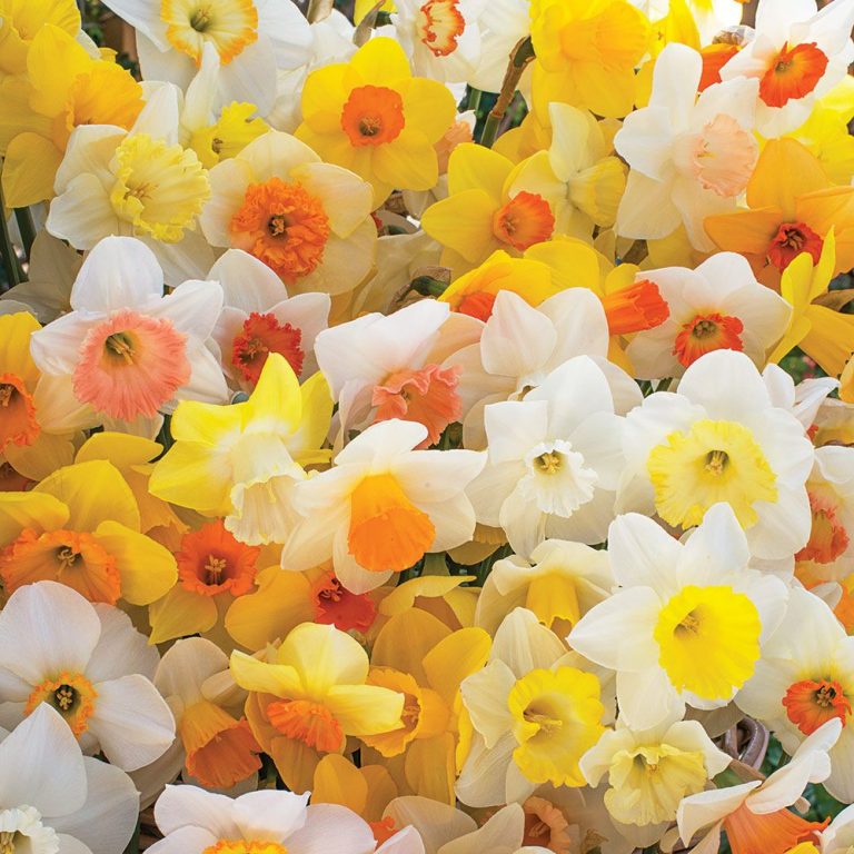 Weatherproof Daffodil Mix from White Flower Farm