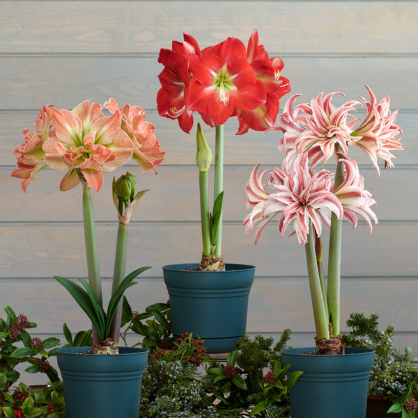 Amaryllis Archives - White Flower Farm's blog