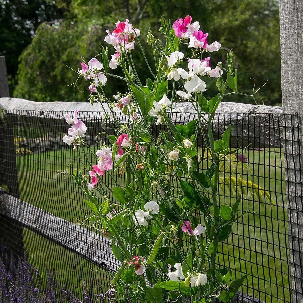 a beginner's guide to growing sweet peas - white flower farm's blog