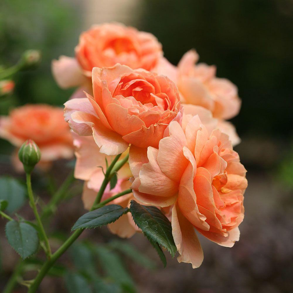 Beauty & Perfume in Our Rose Garden - White Flower Farm's blog