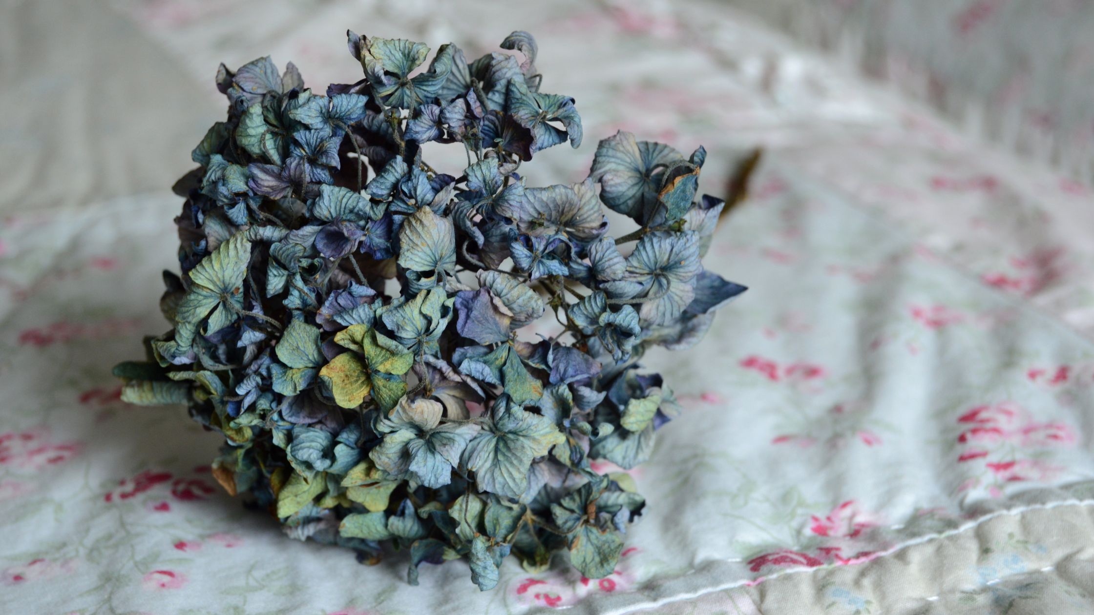Dried Hydrangea Head, Dried Flowers