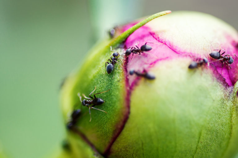 Red ants on the surface of the peony bud. Formica ant. Macro