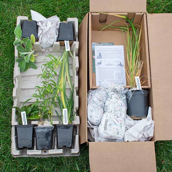 Shipping Box of Plants